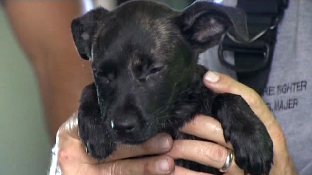 Ruff ride: Pup found trapped in car engine