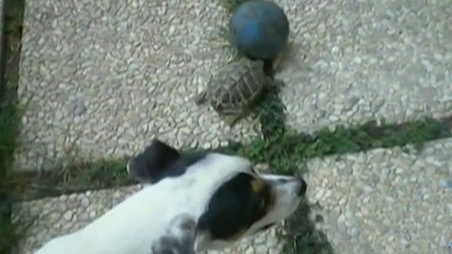 Tortoise and dog top week's viral videos