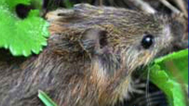 Endangered mouse threatens ranching family