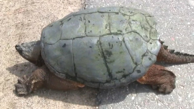 Why are the turtles crossing the road?