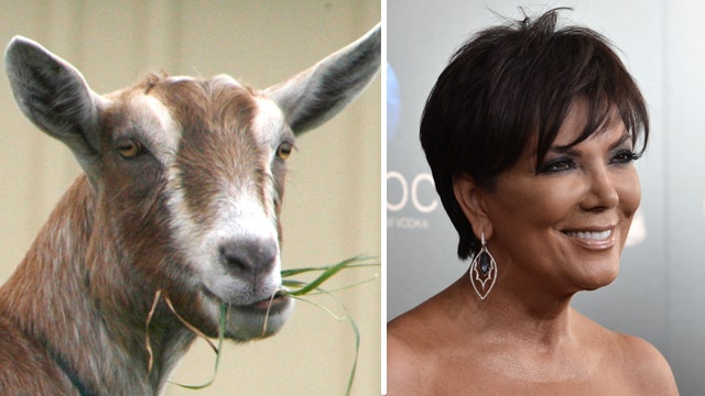 Fox Flash: Kris Jenner and goats