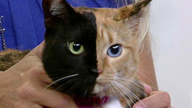 Fox Flash: Two-faced cat a hit on Facebook
