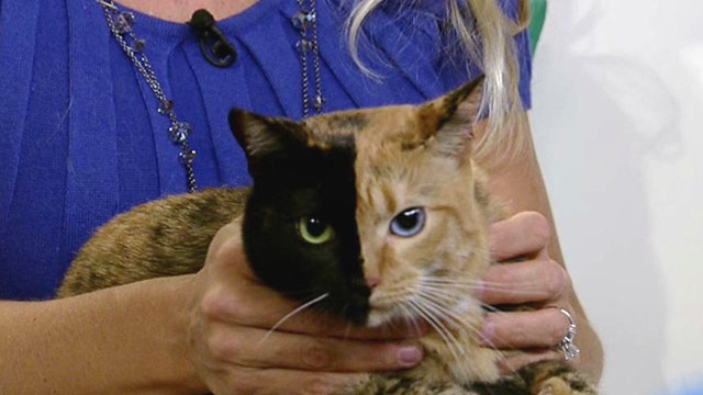 Cat with two-toned face turns heads