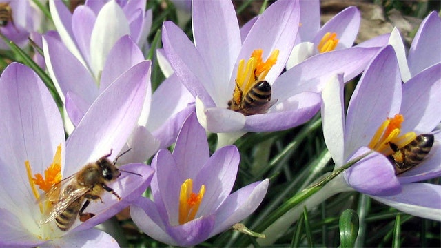 USDA spends $8 million on plan to boost honey bee population