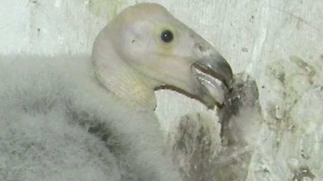 Rare California condor chick born in Utah