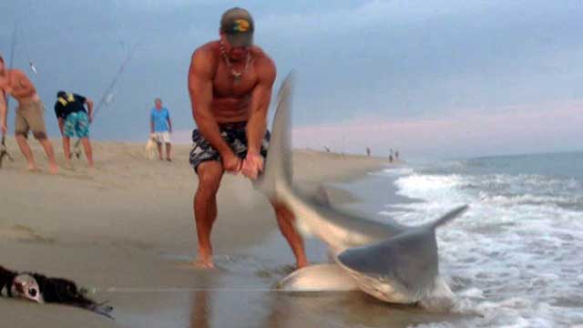 Man wrestles 200-pound shark to shore