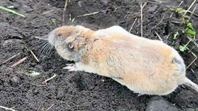 DOD picks gophers over furloughed workers?