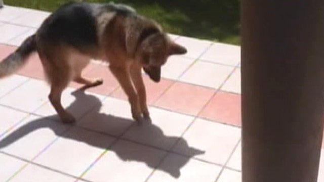 Puppy plays with shadow