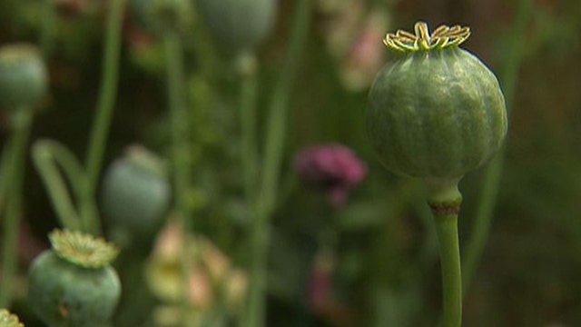 Healing power of opium