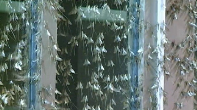Mayflies invade Wisconsin town, cover everything in sight