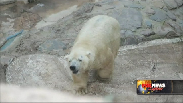 Arturo, the depressed polar bear, to stay in Argentina