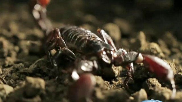Doctor uses scorpion venom to locate cancer cells