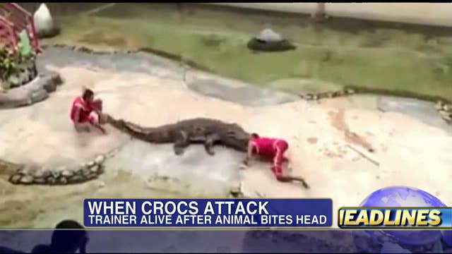 072413alligator817 Fox News Video 