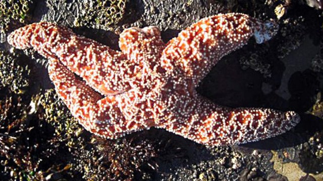 Scientists rush to solve mystery of melting starfish