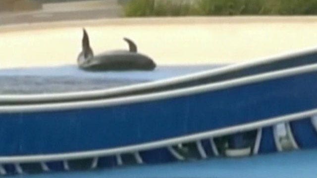 Aquatic show shock: Struggling Seaworld whale caught on tape