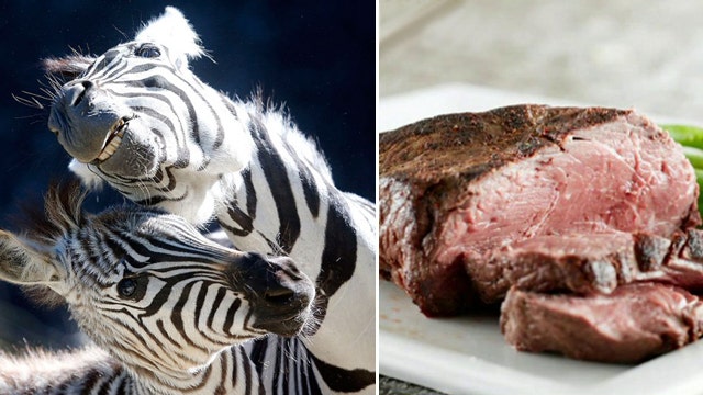 Fitness food website offering Zebra steaks 