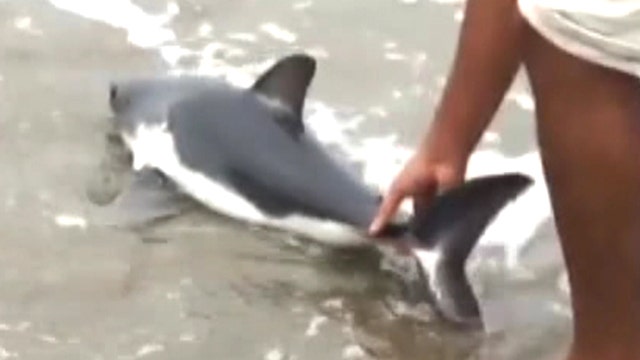 Baby shark rescued by beachgoers 