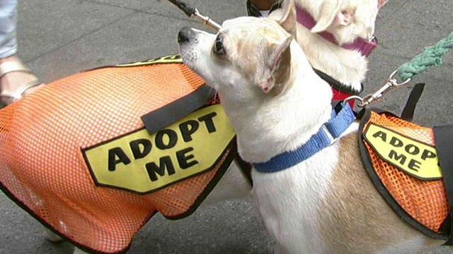 Canines go cross-country: Couple's road trip with 25 dogs