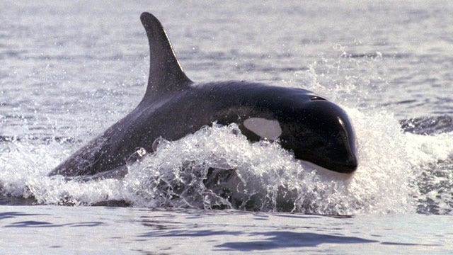 Documentary takes aim at keeping killer whales in captivity