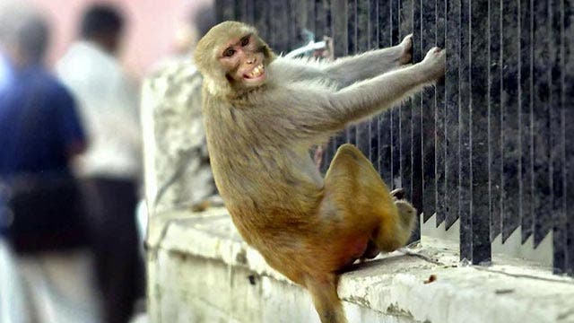 Grapevine: Monkey business at India's government buildings