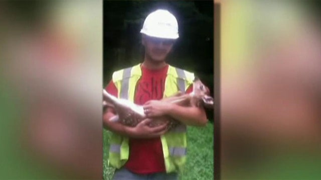 Deer demands more attention from rescuers in Kentucky