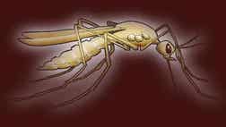 >Dr. Yael 'Dr.V' Varnado on which bug bites you can ignore and which ones you should watch out for