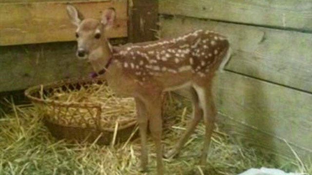 Raid on Wisconsin animal shelter leaves baby deer dead