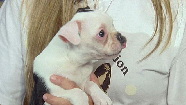 Puppy born with birth defect can now walk, run