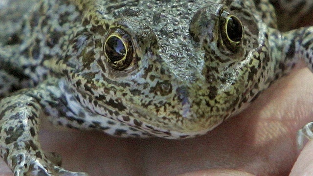 Feds deem La. land a 'critical habitat' for gopher frogs