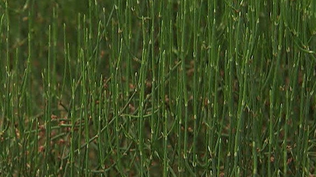 Healing plant wards off colds