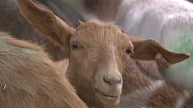 Goats need health docs to clear historic cemetery