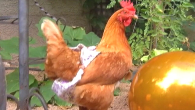 Chicken 'diapers' created in wake of health scare