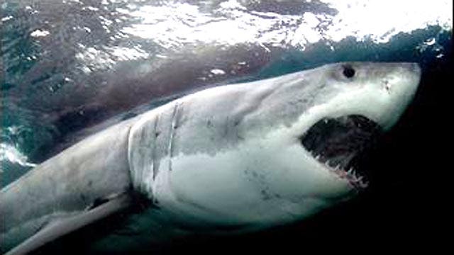 Discovery Channel gears up for Shark Week