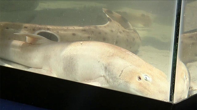 Sharks take a swim on 'Fox & Friends'