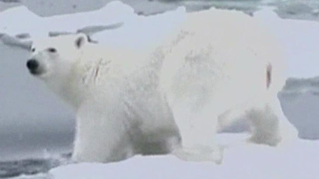 Group challenges polar bear listing in Supreme Court
