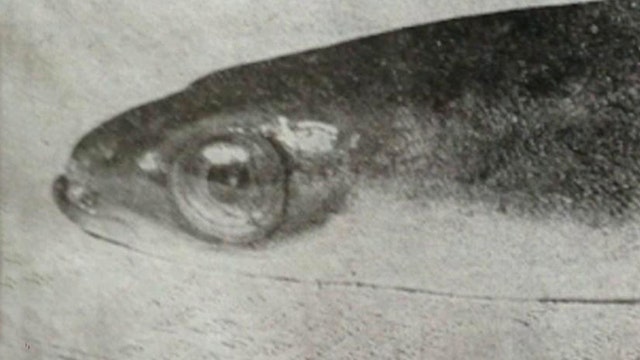 World's oldest eel dies at 155