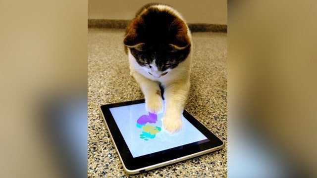 Should pets be pawing iPads?