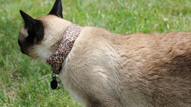 High-tech collar turns cats into cyber warriors