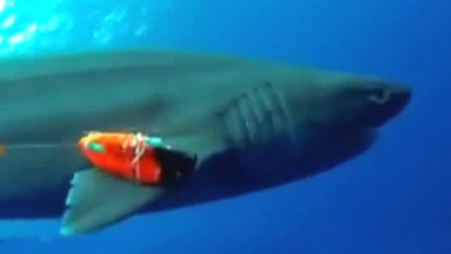 Shark cam gives rare look at deep sea creature