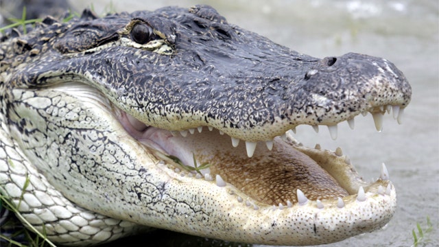 Alligator found near entrance to Texas middle school