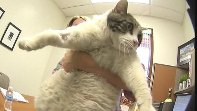 28 pound cat needs lifestyle change