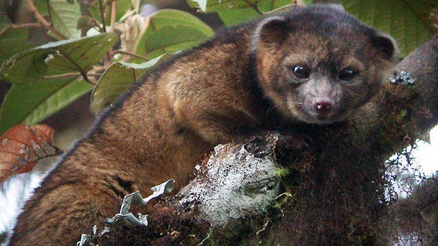 Olinguito makes debut as newest mammal species