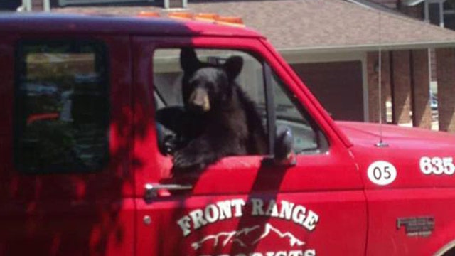 Bear steals and eats turkey sandwich from truck