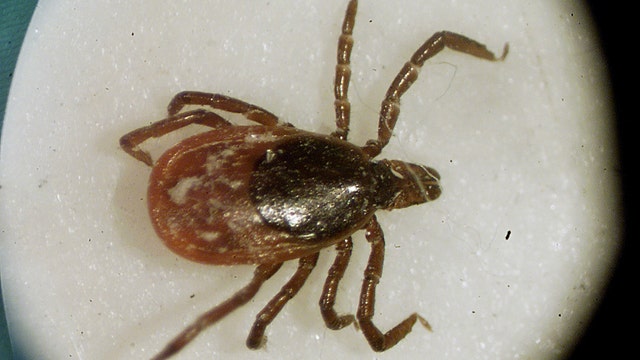 2 new diseases found in ticks; Lyme disease infections soar
