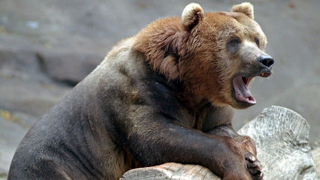 Bear scare: How to protect yourself from attack