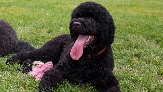 Will a new pup bring Obama's popularity up?