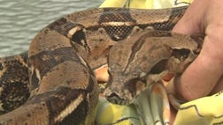 >5-foot constrictor finds its way on to a couple’s back porch