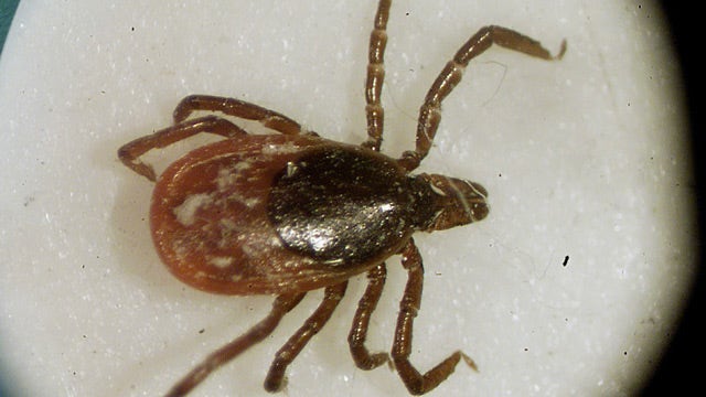 Lyme disease debunked: Separating tick bite fact and fiction