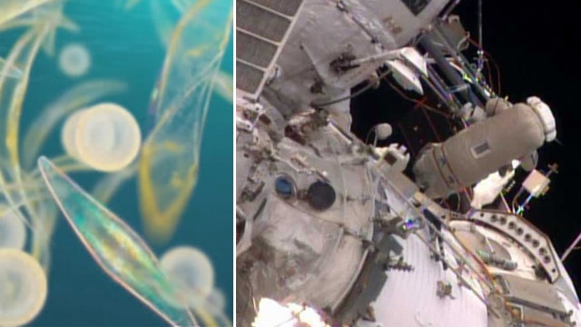 Life in space? Russians claim plankton found on ISS exterior