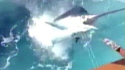 >Surprise for vacationing fishermen off the coast of Dominican Republic